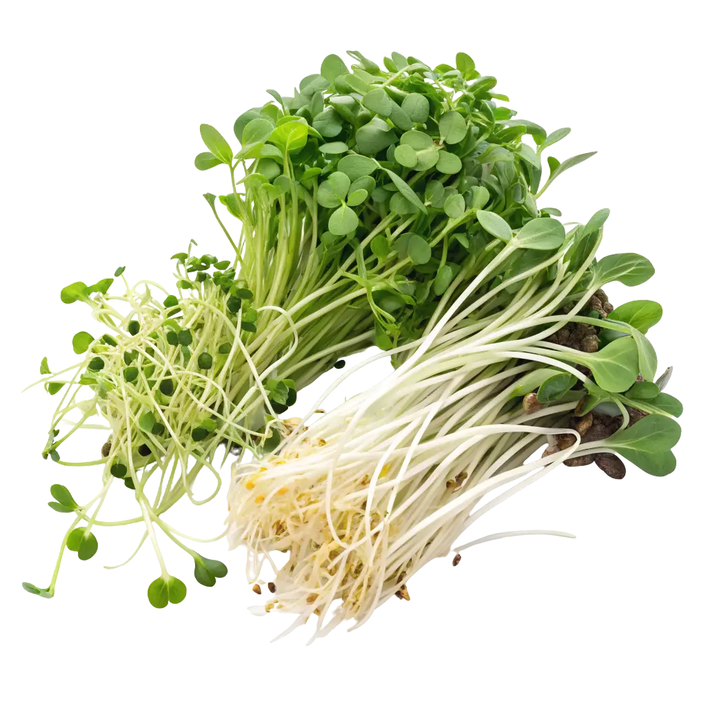 Микрозелень